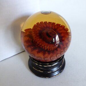 RED TIGER OCTOPUS TENTACLE GLASS GLOBE WET SPECIMEN PROFESSIONAL TAXIDERMY